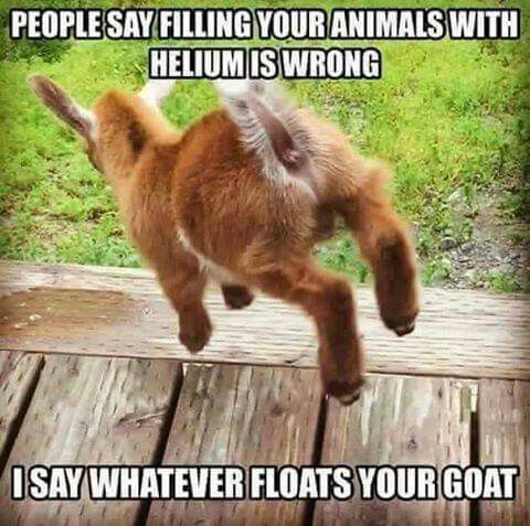 floats your goat